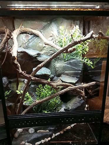 Зоотовары: Террариум, аквариум, палюдариум, флорариум, стеллажи для змей — 4