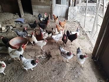 meşə toyuğu: Toyuq, Yumurtalıq — 2