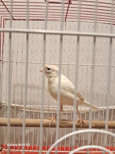 Digər quşlar: Kanareyka quşları və qəfəs Məhsul təsviri: - Şəkillərdə ağ və sarı — 3