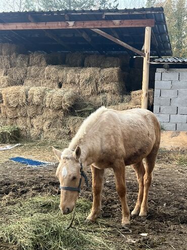собака доберман сколько стоит: Продаю | Жеребенок | Полукровка | Рабочий