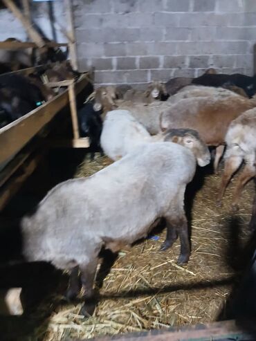 Бараны, овцы: Продаю | Овца (самка) | Для разведения | Матка — 9