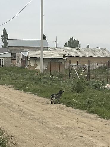 Продажа собак: Кокер-спаниель, 1 год, Самка, С прививкой — 3