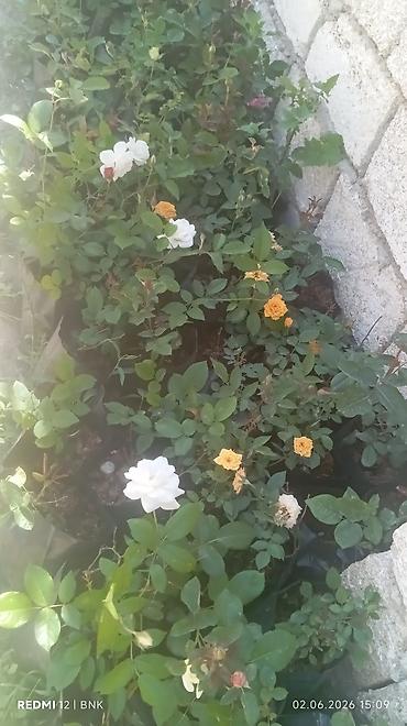 Çöl bitkiləri: Çöl bitkiləri -da lalafo.az — 6 Çöl bitkiləri: Çöl bitkiləri — 6