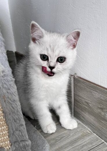 Mačke: Prelepi skotski macici su spremni za rezervaciju. U ponudi: 2 srebrna — 8