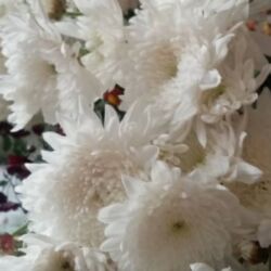 кухонный шкаф: В продаже хризантемы — куст 180 сом. - Махровые крупноцветковые