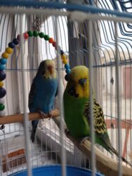 Oyuncaqlar: Quşlar satılır.Hazır cütlüklər,3 dəfə bala veriblər,indidə yumurtaya -da lalafo.az — 10 Oyuncaqlar: Quşlar satılır.Hazır cütlüklər,3 dəfə bala veriblər,indidə yumurtaya — 10