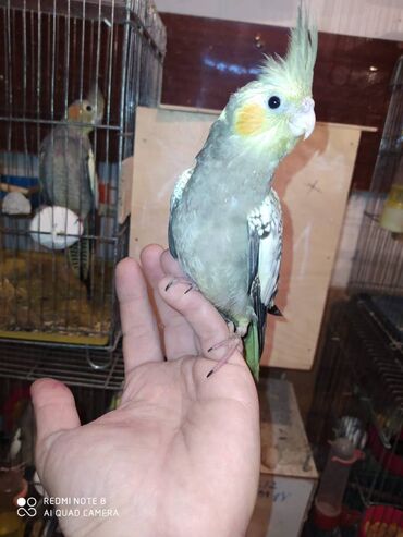 Tutuquşları: Diqqet quslarin altinin ve yerinin temizliyine fikir verin — 10