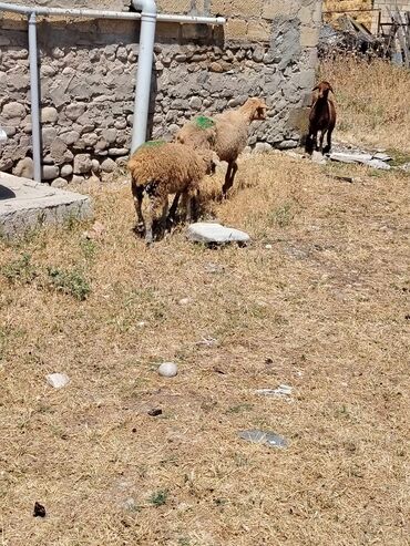 Inəklər, öküzlər: Dişi, il: 3, Damazlıq, Ünvandan götürmə