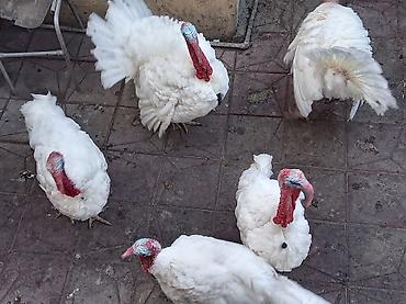 Erkək, Kanada, Damazlıq lalafo.az -da Erkək, Kanada, Damazlıq
