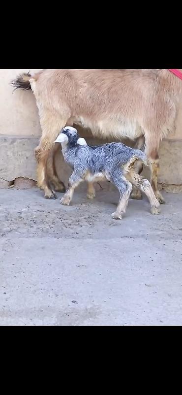 inək balası: Satılır: Ana keçi balası ilə - Növ: Yerli keçi - Komplekt: Ana keçi + — 1