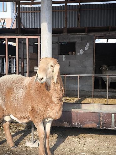 Баран, овца: Продаю | Ягненок, Баран (самец) | Арашан | Для разведения | Племенные at lalafo.kg — 7 Баран, овца: Продаю | Ягненок, Баран (самец) | Арашан | Для разведения | Племенные — 7