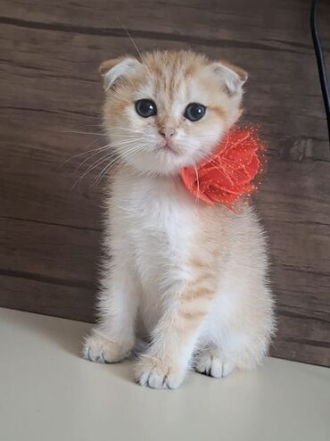 Pişiklər: Dişi, Erkək, Yaxşı əllərə, Ünvandan götürmə -da lalafo.az — 21 Pişiklər: Dişi, Erkək, Yaxşı əllərə, Ünvandan götürmə — 21