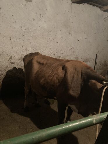 телечка в Кыргызстан | КОРОВЫ, БЫКИ: Продаю корову 7-8 отёлом в данный момент даёт 10 литров, молоко