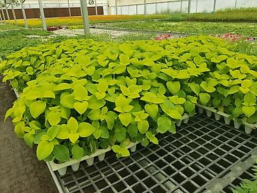 flowers: Рассада декоративных однолетников из теплицы - Ассортимент: цинния — 1