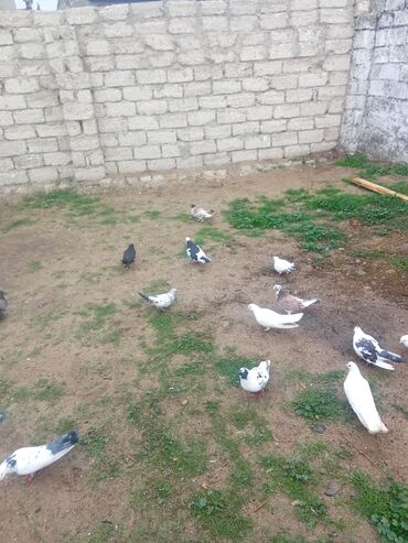 доска объявлений птицы: Tutulma qusdar 1.50 hopdum Real alçı narahat etsin boş bekar adamlar