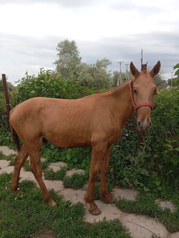 лошадь кыргызстан: Продаю | Жеребенок | Дончак | Для разведения, Конный спорт