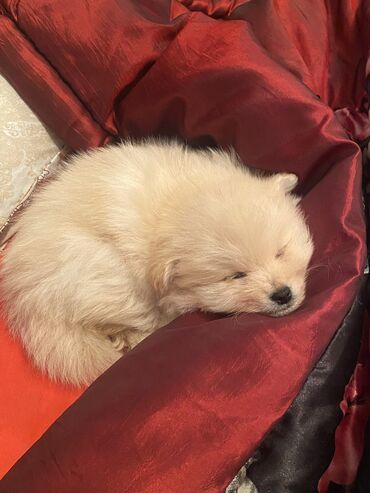 той пудель баку: Шпиц, 2 месяца, Самец, Самовывоз, Бесплатная доставка
