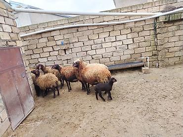 Qoyunlar, qoçlar: Satılır: Qoyun sürüsü - Növ: yerli xalı/xar (uzunquyruq, yağlı — 16