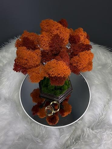 Другой декор и предметы интерьера: Декоративное настольное деревце Бонсай из стабилизированного мха- — 13