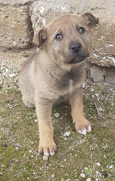 İtlər: Alman çoban iti, 2 ay, Erkek, Ünvandan götürmə — 2