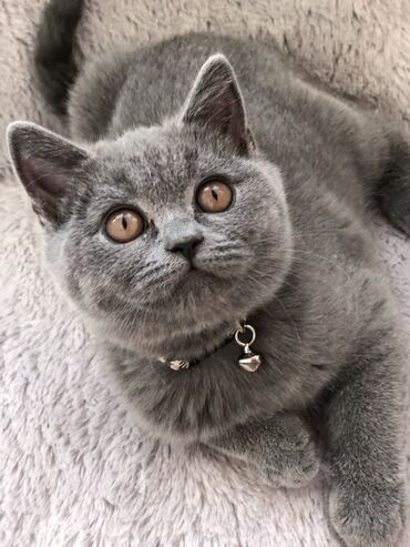 Pişiklər: Şotland, Dişi, Erkək, Ünvandan götürmə — 18