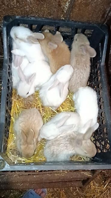 Bala sort dovsanlar 5man aglar sarilar 7man cut alana endirim olacaq lalafo.az -da Bala sort dovsanlar 5man aglar sarilar 7man cut alana endirim olacaq