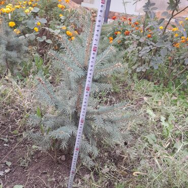 Декоративные деревья: Саженцы деревьев: Ели, Самовывоз, Платная доставка — 10