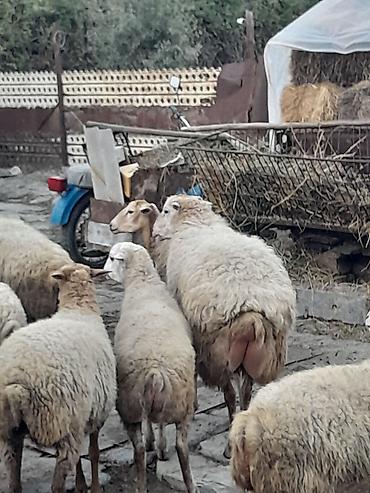 alman coban kopegi: Damazlıq bala almağa əla sortdu qiymətdə razılaşmaq olar — 2