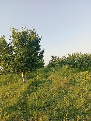 ciyələk ağacı satışı: 1həktar torpaq sahəsidir, 78sotunun sənədi var .Torpaq gilas — 9