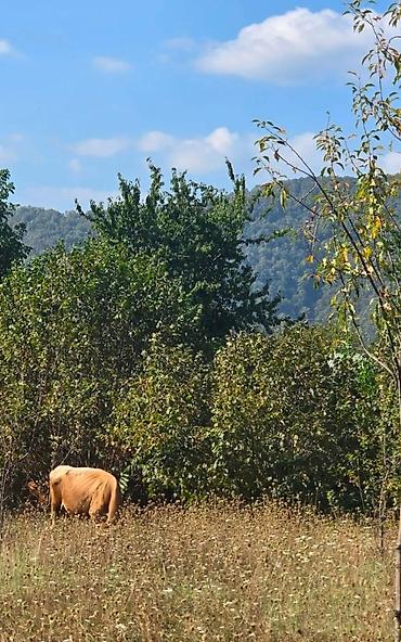 Torpaq sahələrinin satışı: 17 sot, Mülkiyyətçi, Kupça (Çıxarış) — 1