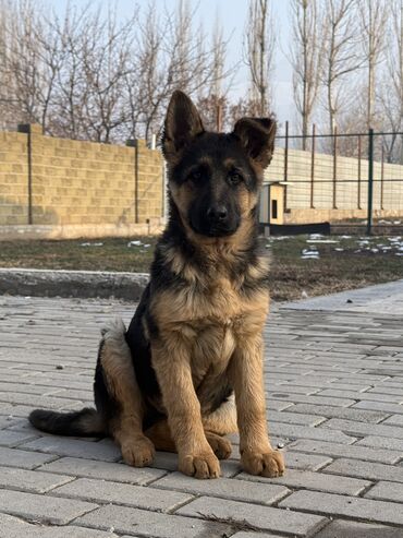 Продажа собак: Немецкая овчарка, 4 месяца, Самка, С прививкой, С родословной — 12