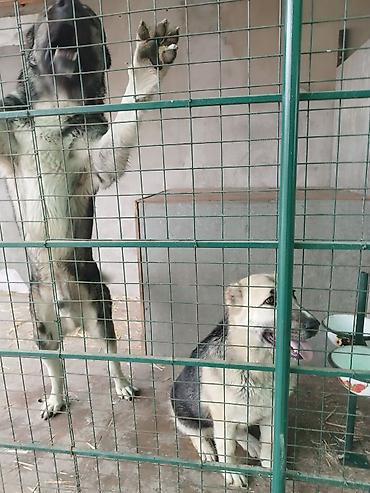 Продажа собак: Алабай, 3 месяца, Самец, С прививкой — 16