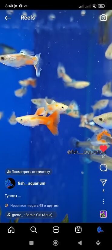 аквариумные рыбки в бишкеке: Более 40 видов рыб. Аквариумные рыбки. Гуппи Цихлиды Золотые рыбки