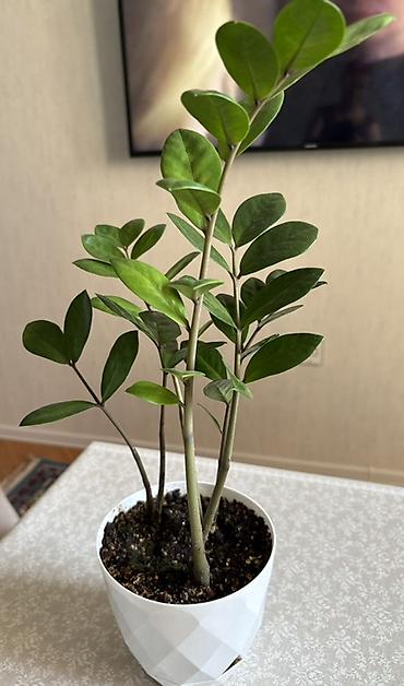 ev bitkisi: Zamioculcas zamiifolia (ZZ bitkisi) – dekorativ otaq bitkisi - Parlaq — 4
