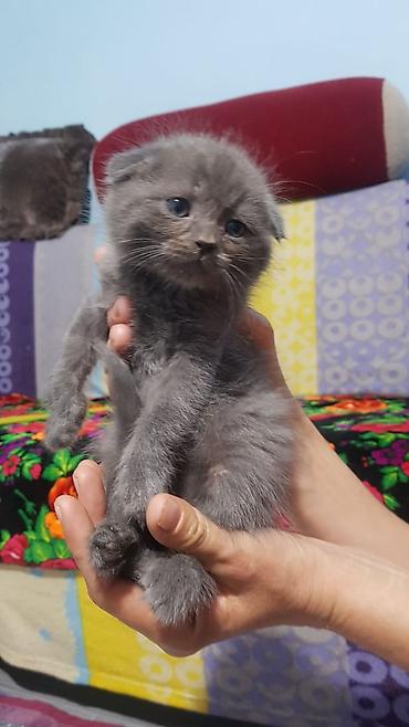 Кошки: Шотландские котята, окрас сплошной серый (blue). На выбор — малыши с — 6