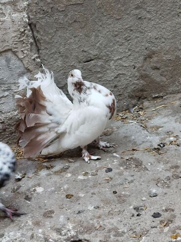 Göyərçinlər: Salam aleykum.Pavlin göyərçinləri satılır.Pavlinlərin sağlamlığına — 18