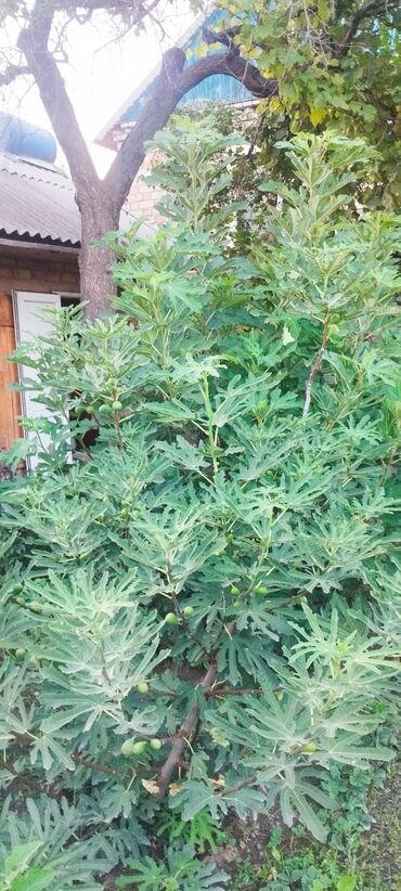 Другие комнатные растения: ✅🌱 В весенний период!!!🌱 Откроем сезон продаж саженцев инжира — пора — 9