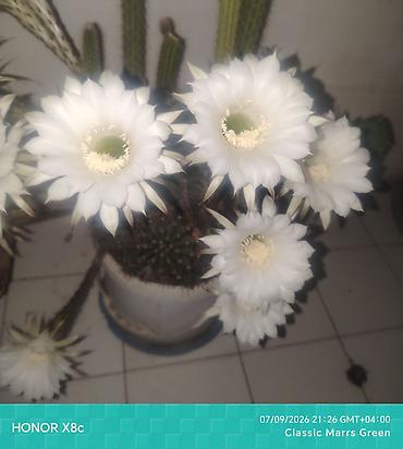 kala gulu haqqinda: İki fərqli kaktus biryerdə satılır. Ağ çiçəkli kaktus (Echinopsis) - — 1