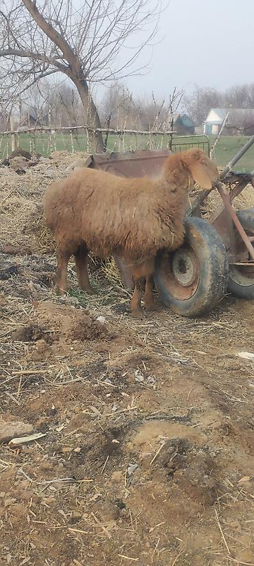 Баран, овца: Продаю | Овца (самка) | Арашан | Для разведения | Матка — 4