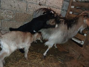 Keçilər, çəpişlər: Məhsul: Balalı keçi Təsvir: - Balalar mart ayının 17-si doğulub.1 -da lalafo.az — 5 Keçilər, çəpişlər: Məhsul: Balalı keçi Təsvir: - Balalar mart ayının 17-si doğulub.1 — 5