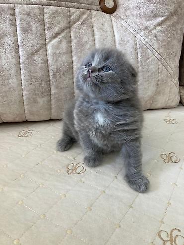 Pişiklər: Şotland yastı qulaq, Erkək, Dişi, Yaxşı əllərə, Ünvandan götürmə, Pulsuz çatdırılma, Ödənişli çatdırılma — 14