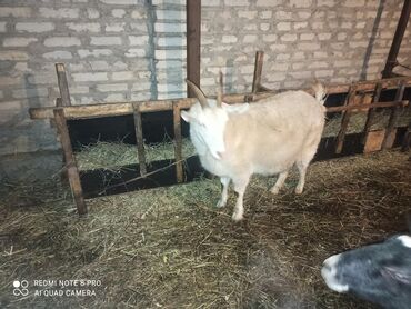 коза битал: Продаю | Коза (самка) | Зааненская | На забой, Для разведения, Для молока