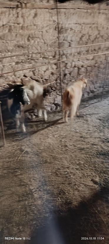 mal inək: 5 baş keçi qiymət endirim var 4 dişi 1 erkəy oğlaq Satışda: keçilər — 6