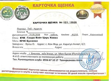 Продажа собак: Пудель, 2 месяца, Самец, С родословной — 4