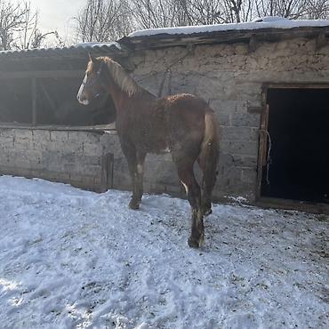 Лошади, кони: Продаю | Жеребец | Рабочий — 6
