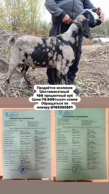 маленькие барашки: Сатам | Улак | Нубий | Көбөйтүү үчүн | Асыл тукумдуу