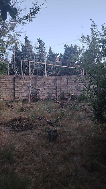 Деревья: Salam Novxanıda 6sot bağ satılır sotu 9mine bağda cərəyan elektrik var — 5