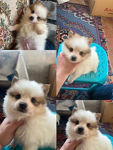 İtlər: Şpitz — 9