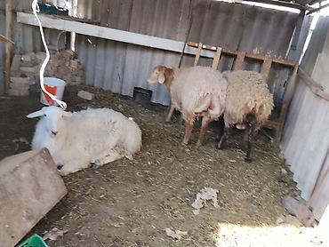 Баран, овца: Продаю | Баран (самец) | Гиссарская | Осеменитель — 9