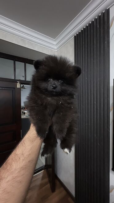 İtlər: Şpitz, 2 ay, Erkek, Peyvəndli, Ünvandan götürmə — 18